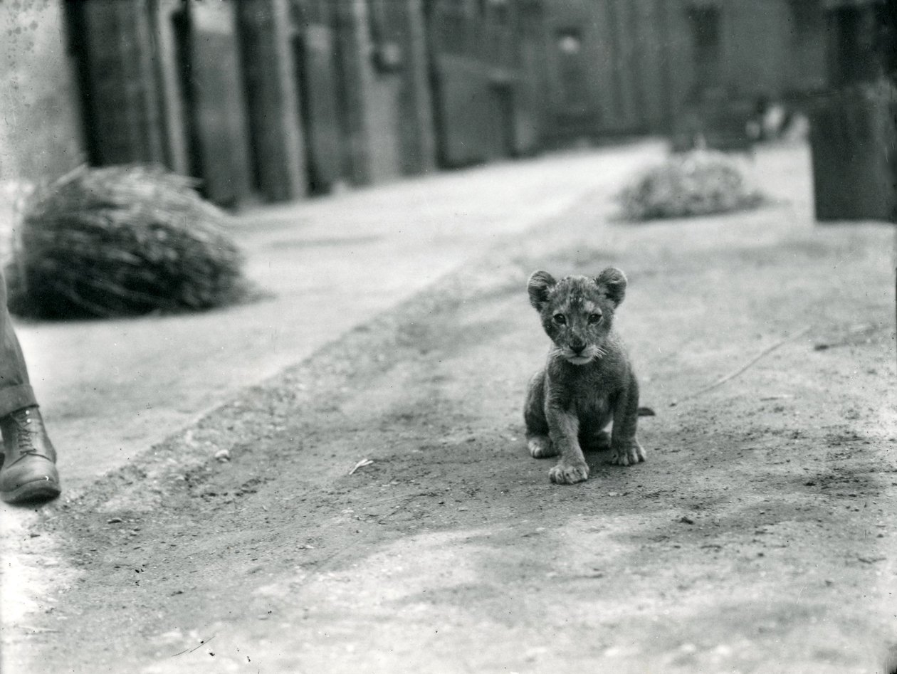 Løveunge i London Zoo, 1912 av Frederick William Bond
