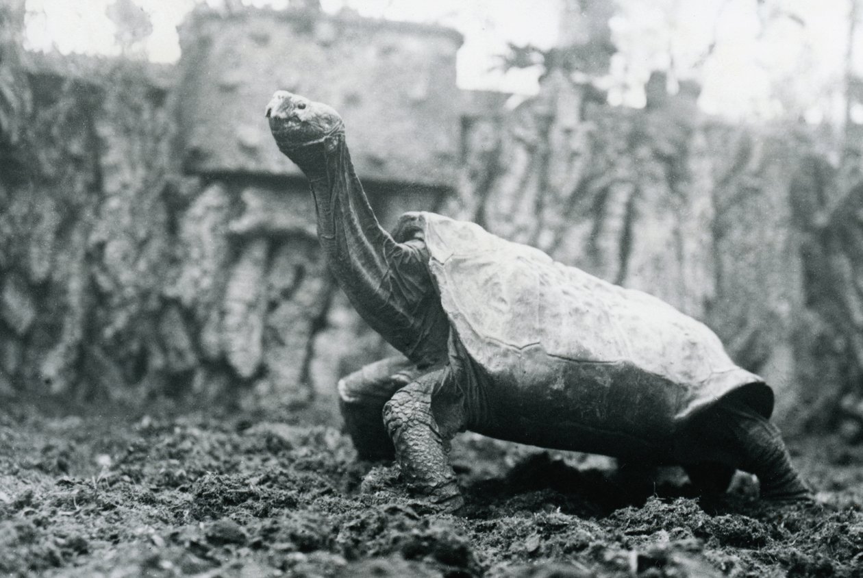 Hann Abingdon eller Pinta Island Giant Tortoise i London Zoo, 20. januar 1914 av Frederick William Bond