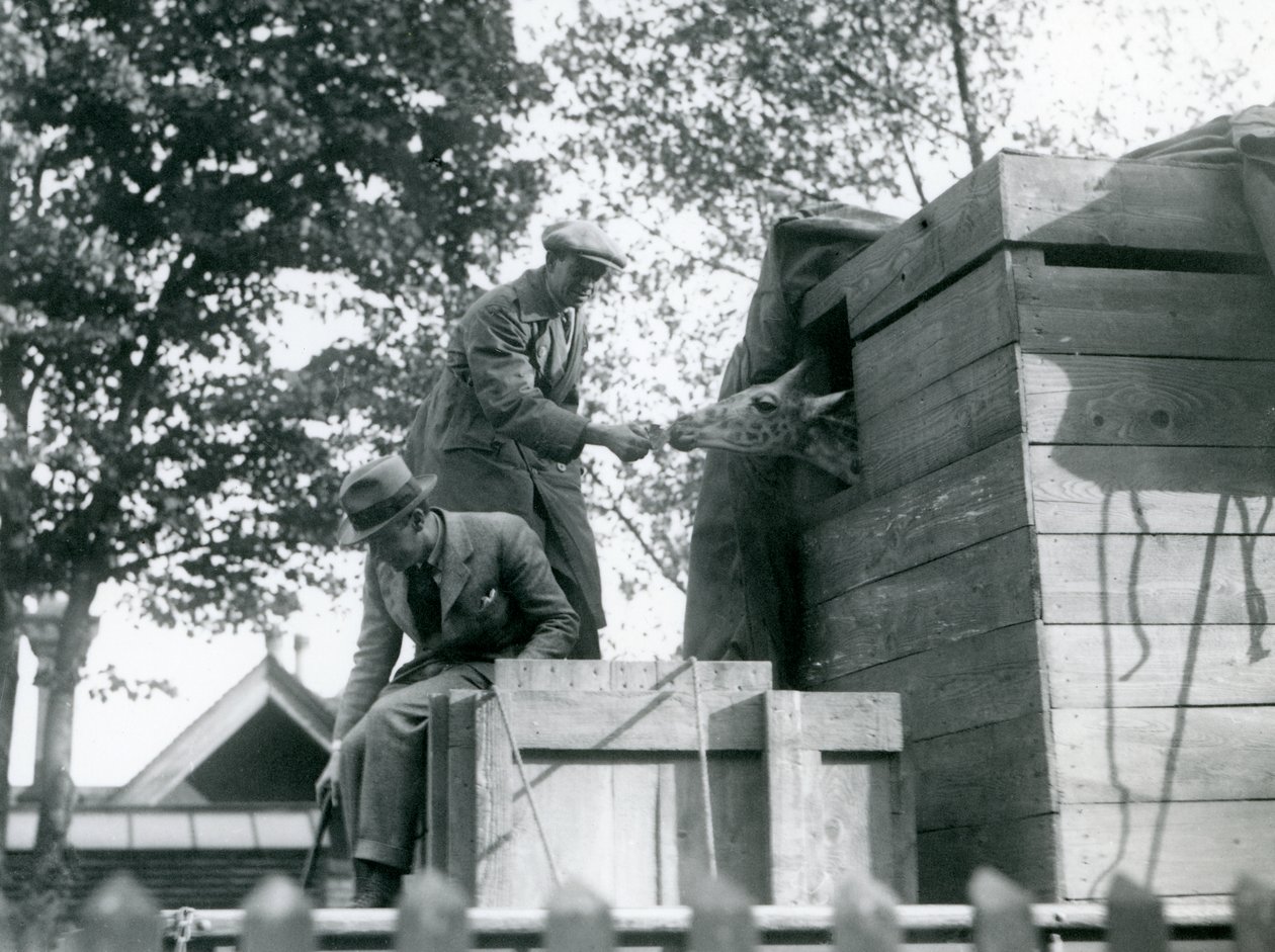 Menn som frakter en ung sjiraff til London Zoo, tilbyr en matbit ved ankomst, mai 1923 (bw-bilde) av Frederick William Bond