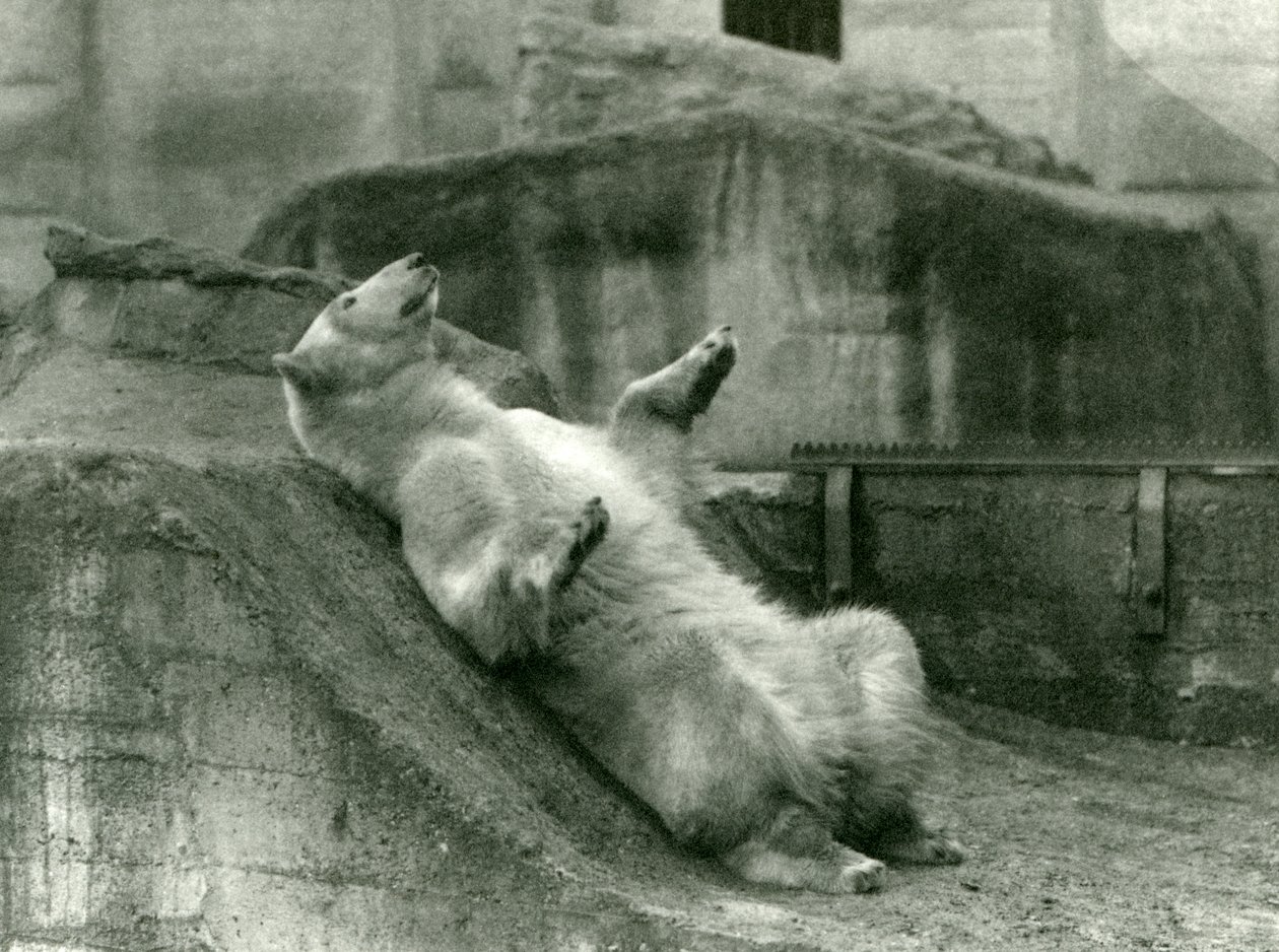 Isbjørnen Sam, tilbakelent i innhegningen sin ved foten av Mappin Terraces, London Zoo, 1923 (bw-bilde) av Frederick William Bond