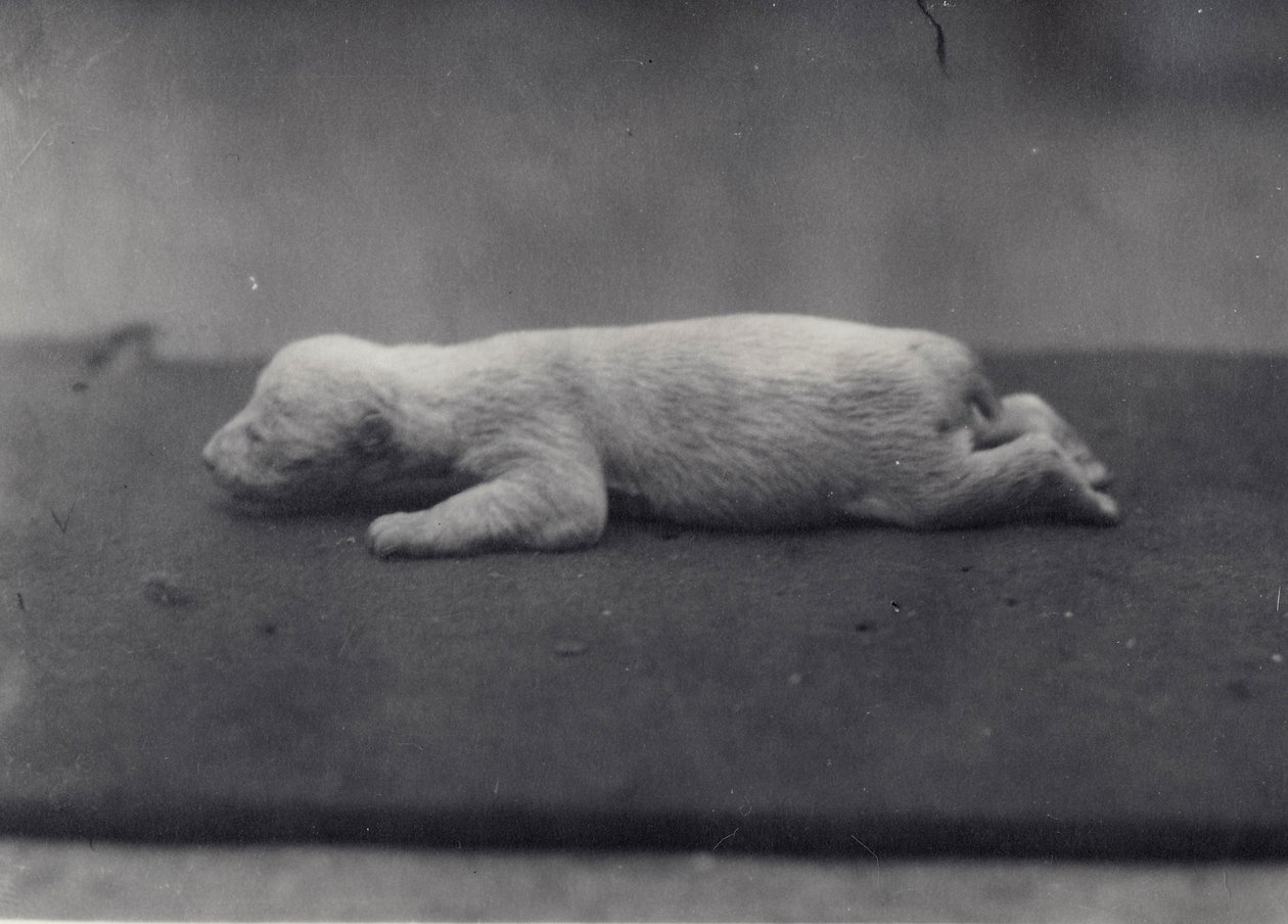Isbjørnunge med ennå ikke åpne øyne, liggende på et teppe i London Zoo, januar 1920 av Frederick William Bond