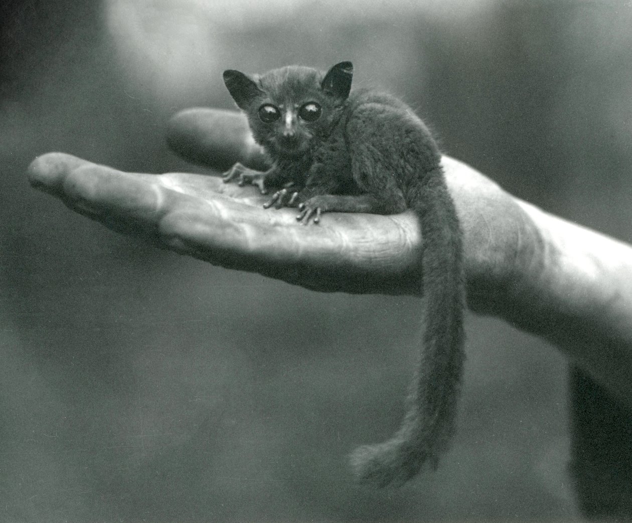 Prins Demidoffs Galago eller Bushbaby hviler i håndflaten til keeperen i London Zoo, april 1917 av Frederick William Bond