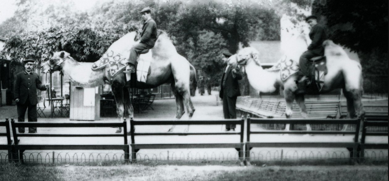Ridende kameler pyntet til feiringen av fredsdagen, 19. juli 1919 av Frederick William Bond
