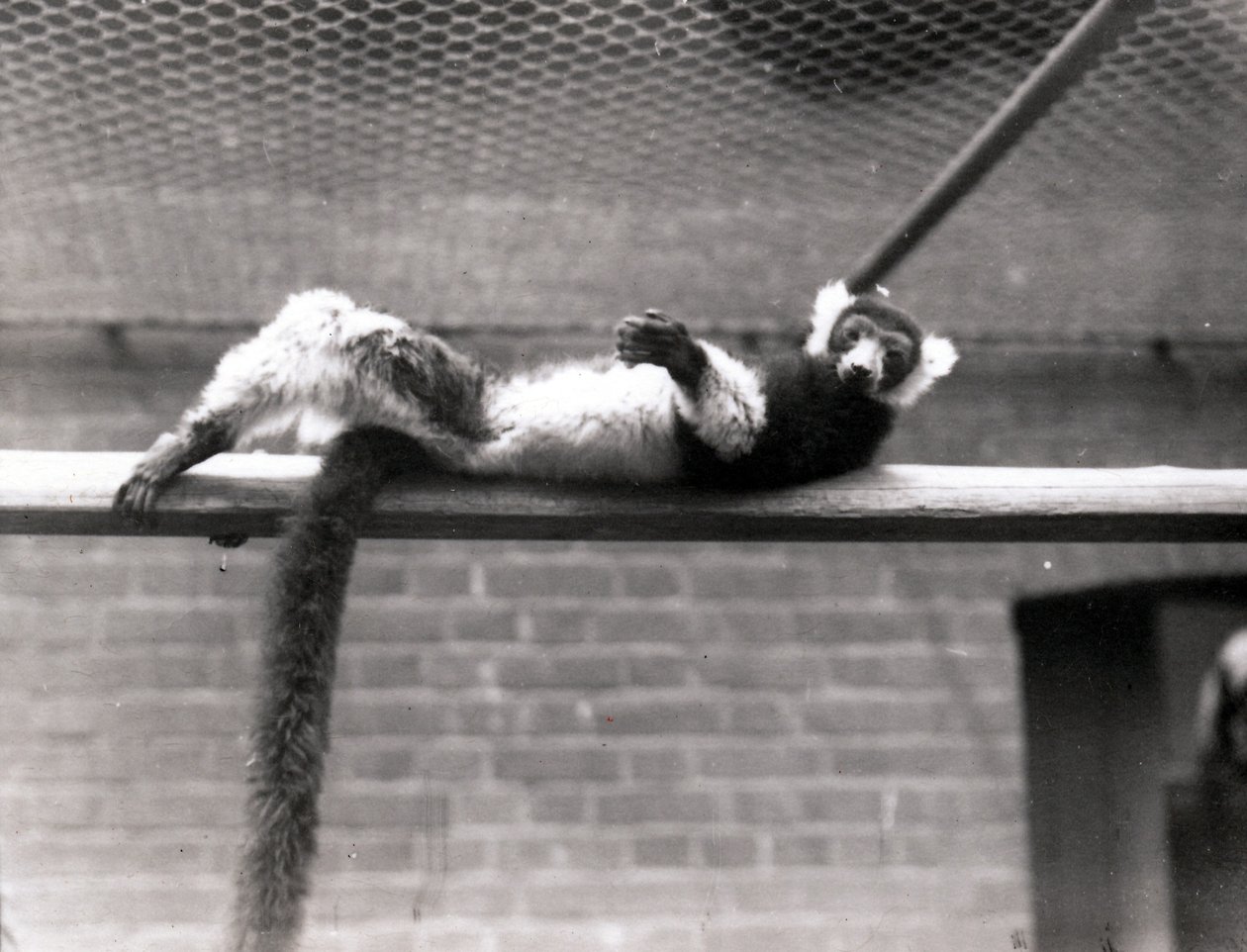 Ruffed lemur av Frederick William Bond