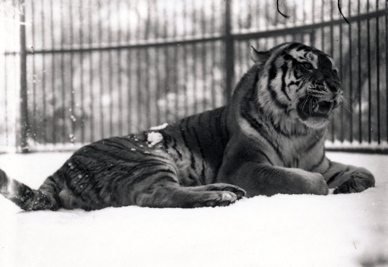 Sibirsk tiger i snøen av Frederick William Bond
