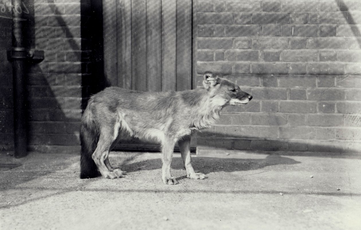 Sibirsk villhund eller dhole i London Zoo, oktober 1916 av Frederick William Bond