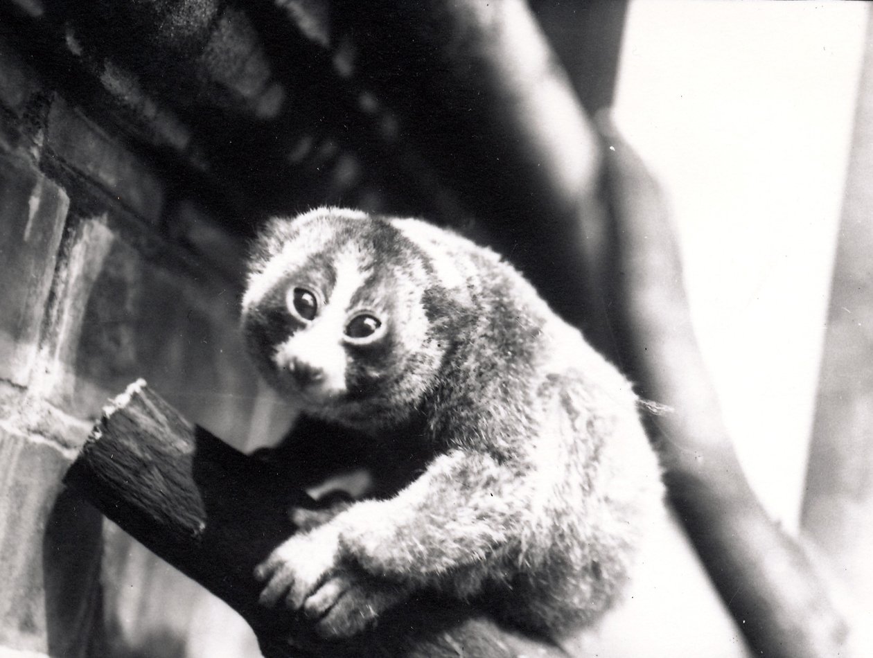 Slow Loris på en gren i dyrehagen, 1913 av Frederick William Bond