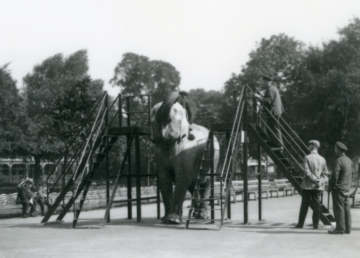 Syed Ali trener Indiarani, mens andre ansatte og voktere ser på, London Zoo, juni 1922 (bw-bilde) av Frederick William Bond