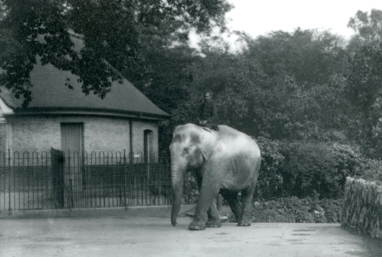 Syed Ali trener Indiarani, mens andre ansatte og voktere ser på, London Zoo, juni 1922 (bw-bilde) av Frederick William Bond