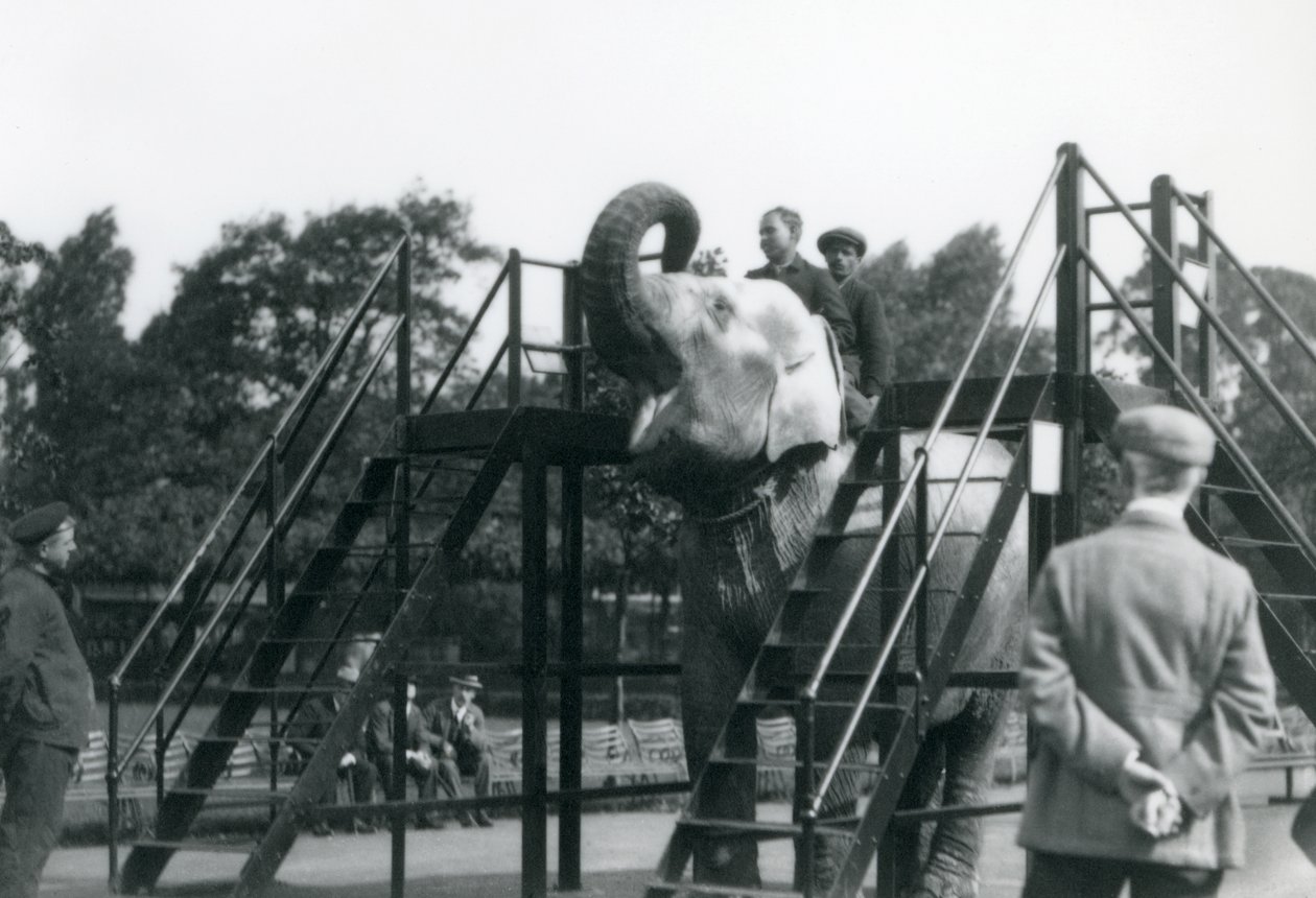 Syed Ali trener Indiarani, mens andre ansatte og voktere ser på, London Zoo, juni 1922 (bw-bilde) av Frederick William Bond