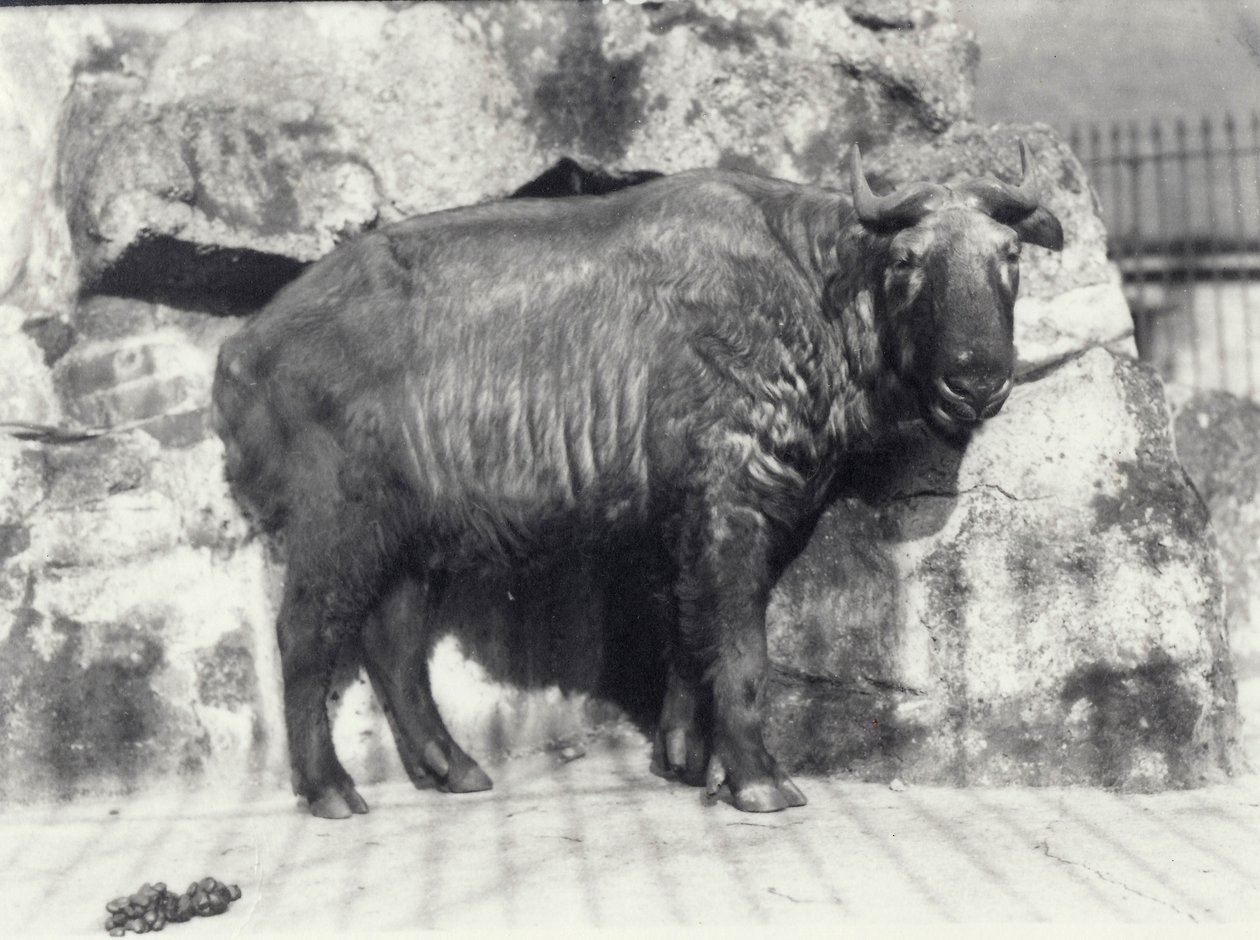 Takin, også kjent som storfe gems eller gnu geit, i London Zoo av Frederick William Bond