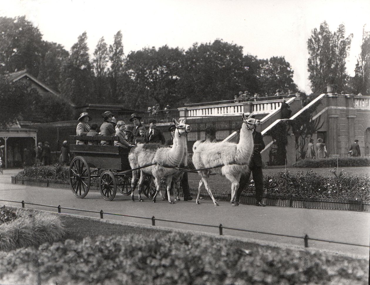 Lama-rittet - en gang et innslag i ZSL London Zoo, september 1923 av Frederick William Bond