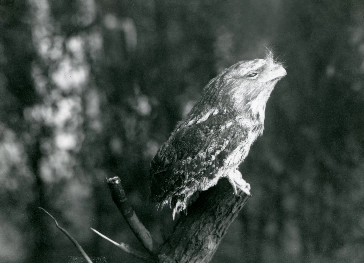 Den kryptiske fjærdrakten og hvilestillingen til en Tawny Frogmouth kamuflerer den på en gren i London Zoo, desember 1921 av Frederick William Bond