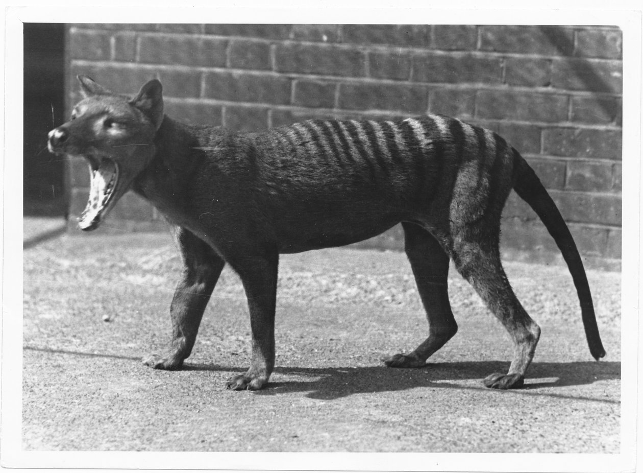 Den nå utdødde Tasmanian Tiger, eller Thylacine, 1914 av Frederick William Bond