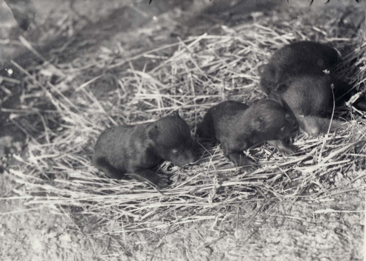Tre brune og svarte bjørneunger i alderen 5 eller 6 uker i London Zoo, februar 1920 av Frederick William Bond