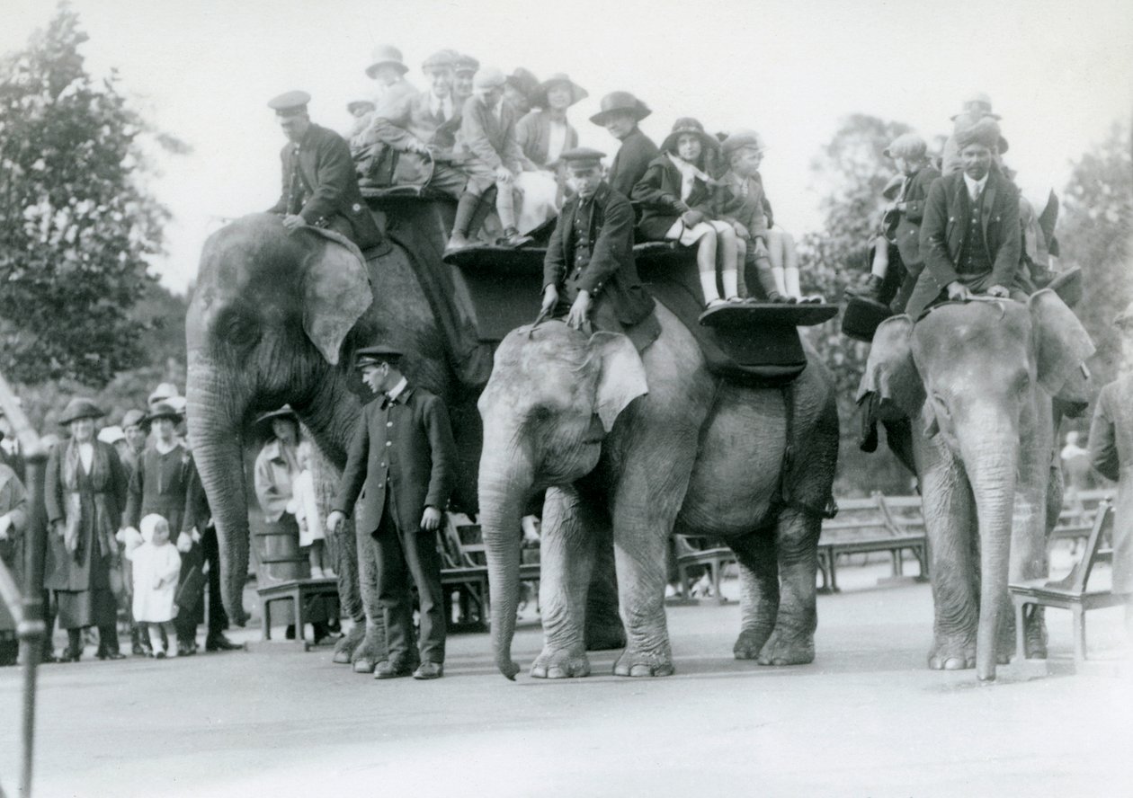 Tre indiske elefanter gir besøksritt i London Zoo, 1923 (bw-bilde) av Frederick William Bond