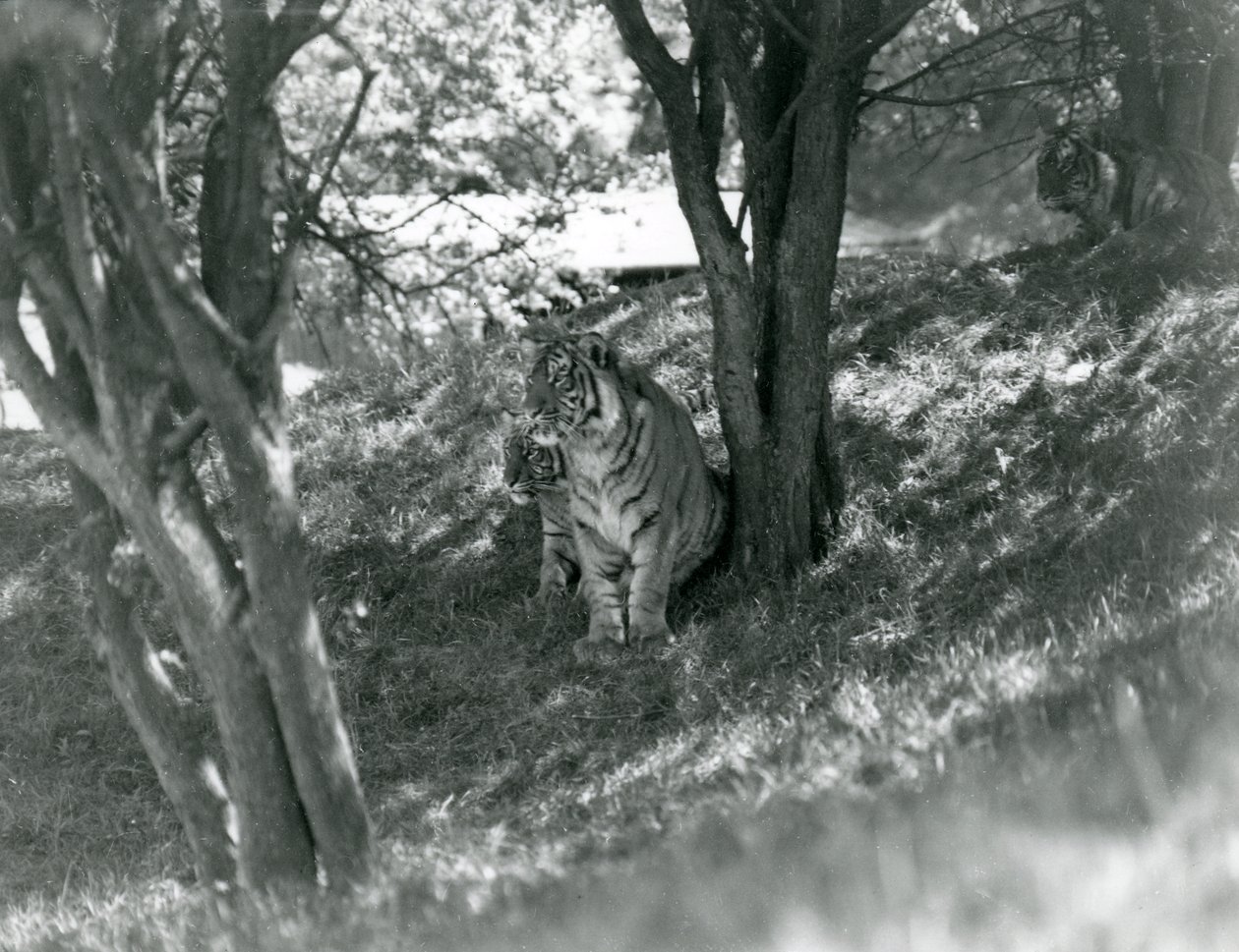 Tre tigre hviler under små trær i deres nye innhegning ved Whipsnade, mai 1934. av Frederick William Bond