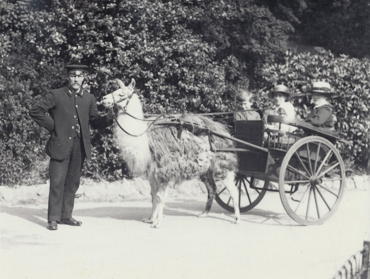 Tre besøkende inkludert en ung gutt, rir i en vogn trukket av en lama med en keeper, London Zoo, mai 1914 av Frederick William Bond