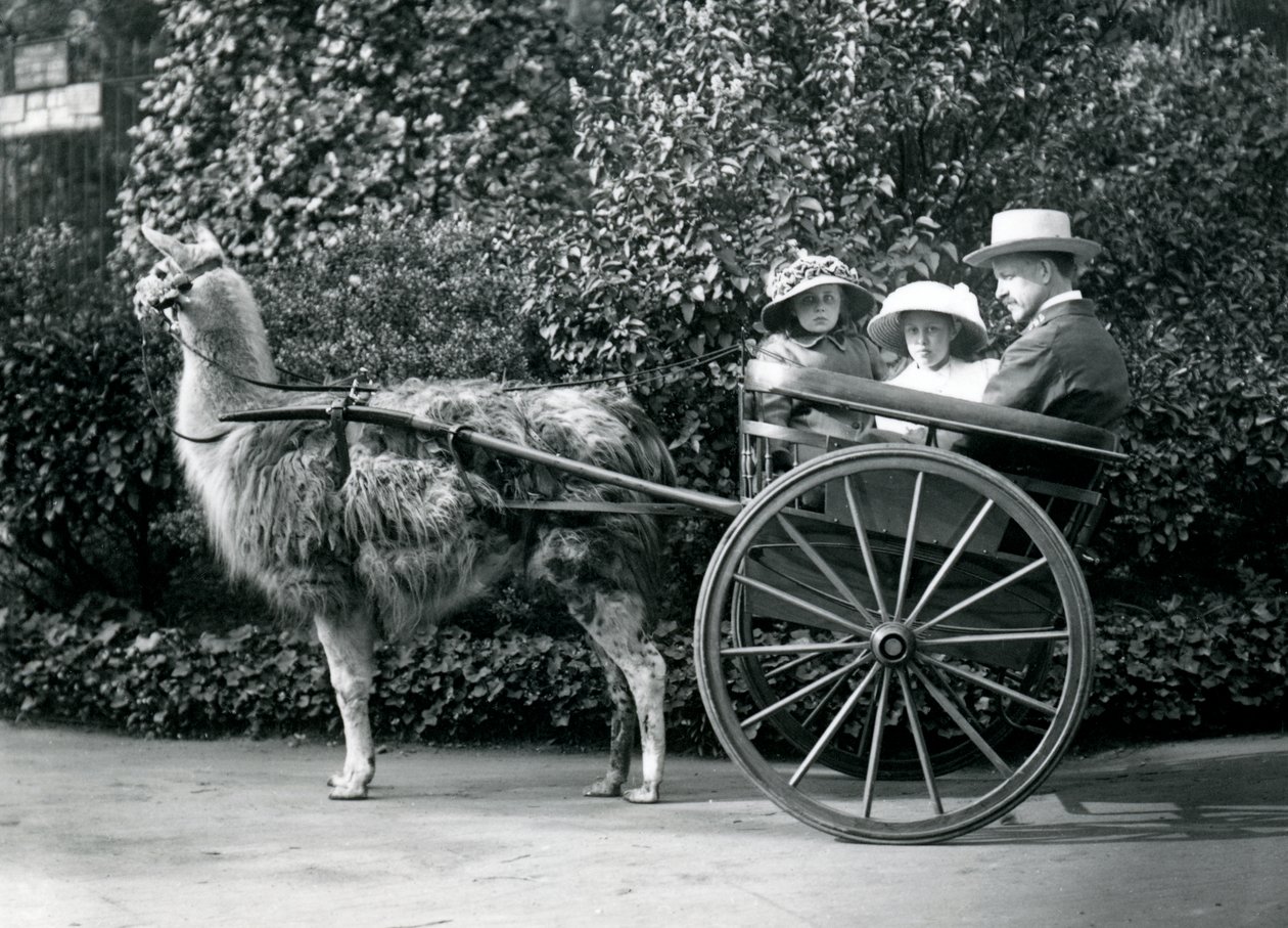 Tre besøkende, inkludert to unge jenter, kjører i en vogn trukket av en lama, London Zoo, ca. 1912 av Frederick William Bond
