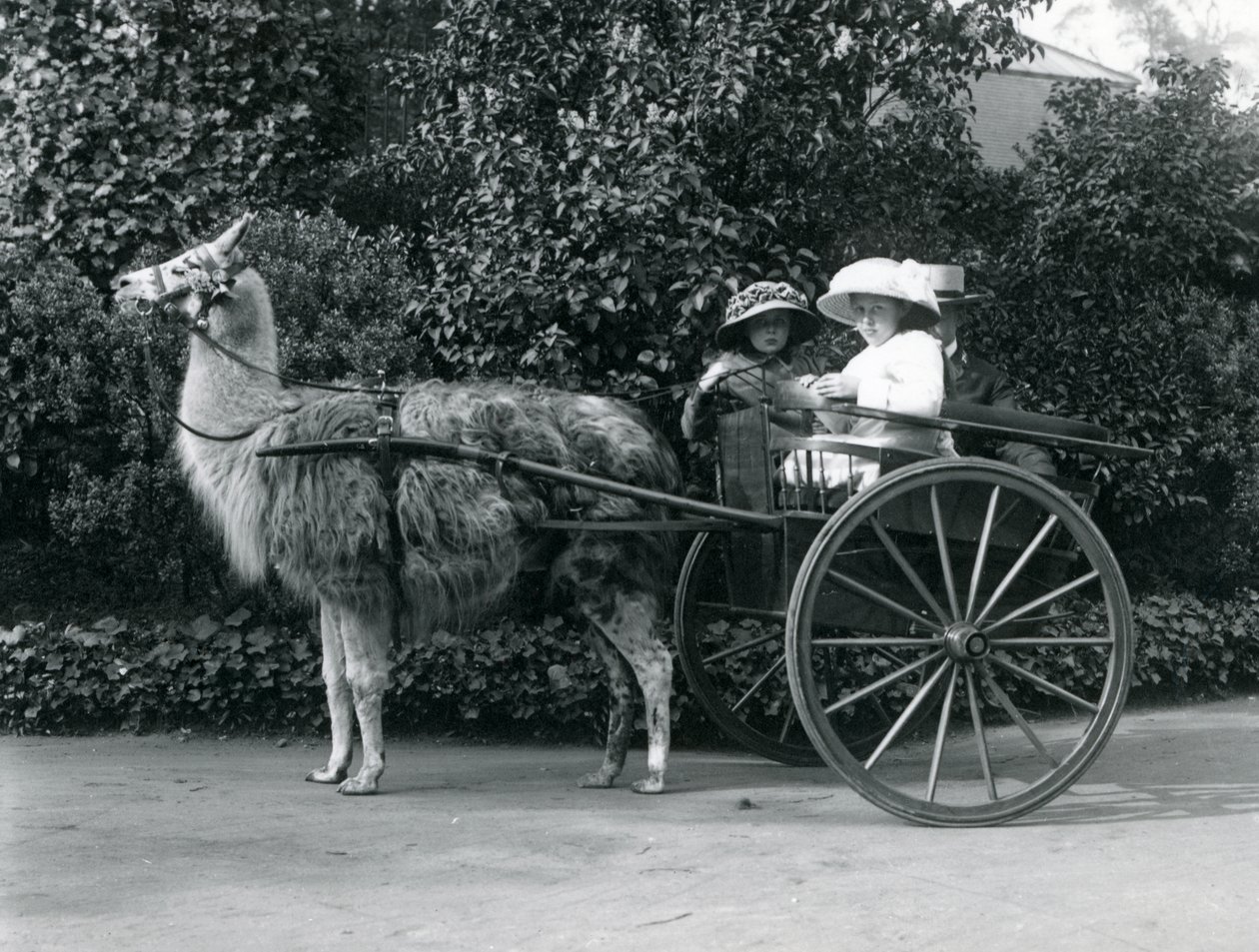 Tre besøkende, inkludert to unge jenter, kjører i en vogn trukket av en lama, London Zoo, ca. 1912 av Frederick William Bond