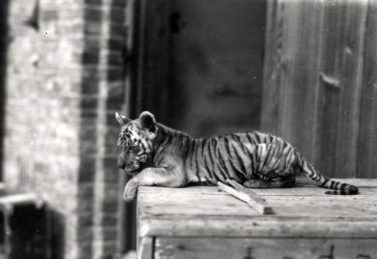 Tigerunge liggende, 1914 av Frederick William Bond