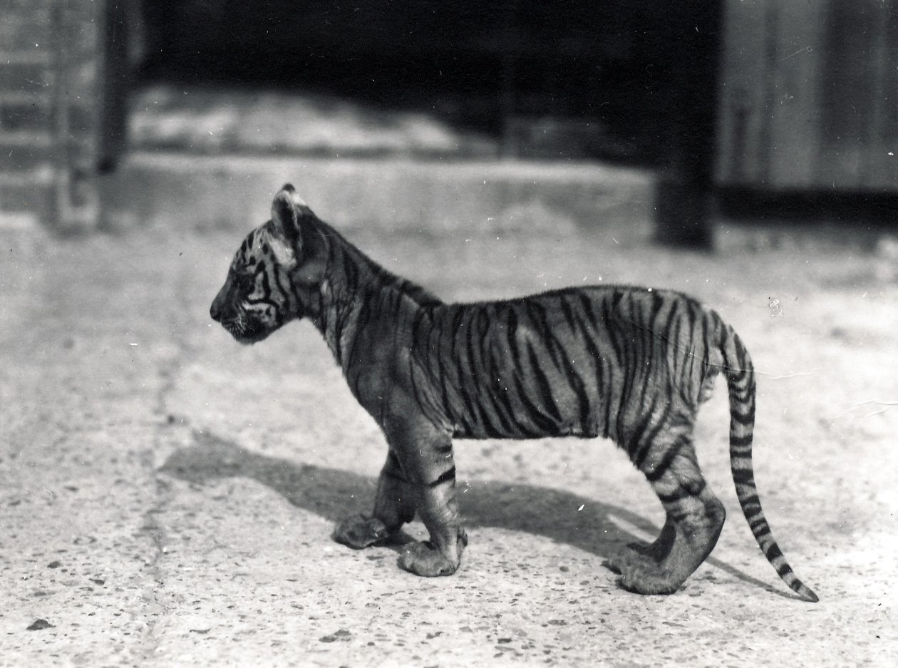 Tigerunge stående, 1914 av Frederick William Bond