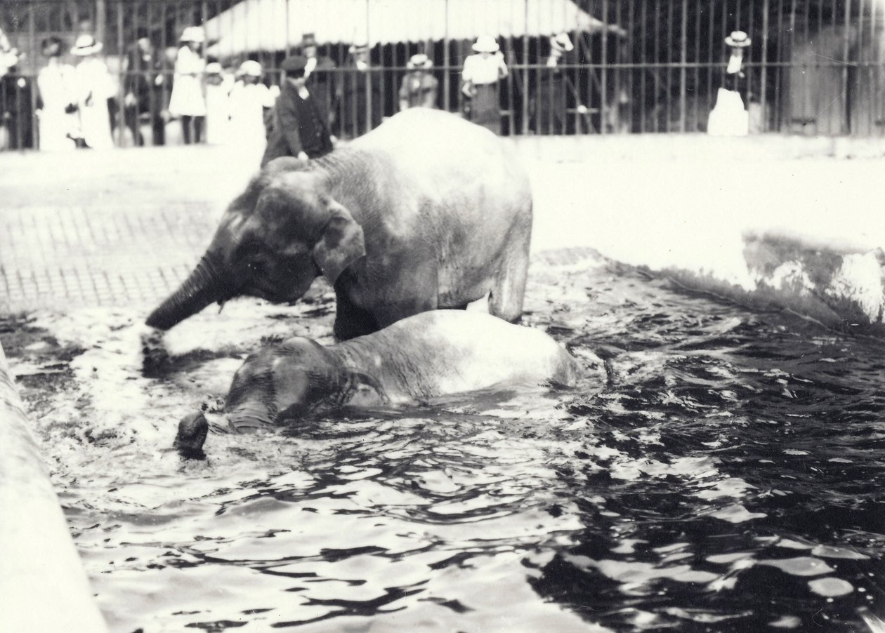 To asiatiske elefanter som bader i bassenget i London Zoo, sett av keeper og besøkende publikum, juni 1914 av Frederick William Bond