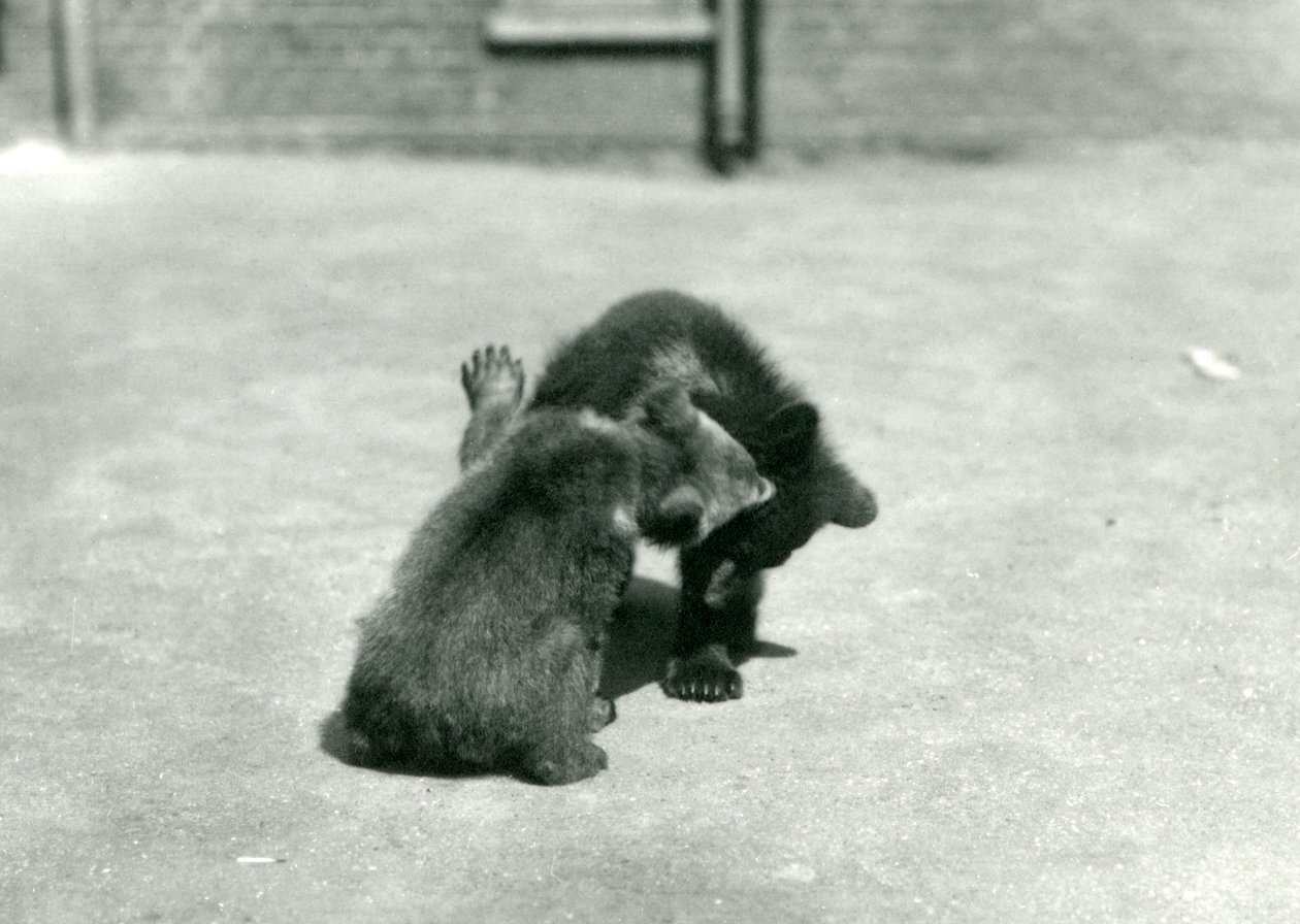 To brunbjørnunger boltrer seg i London Zoo, juni 1914 av Frederick William Bond