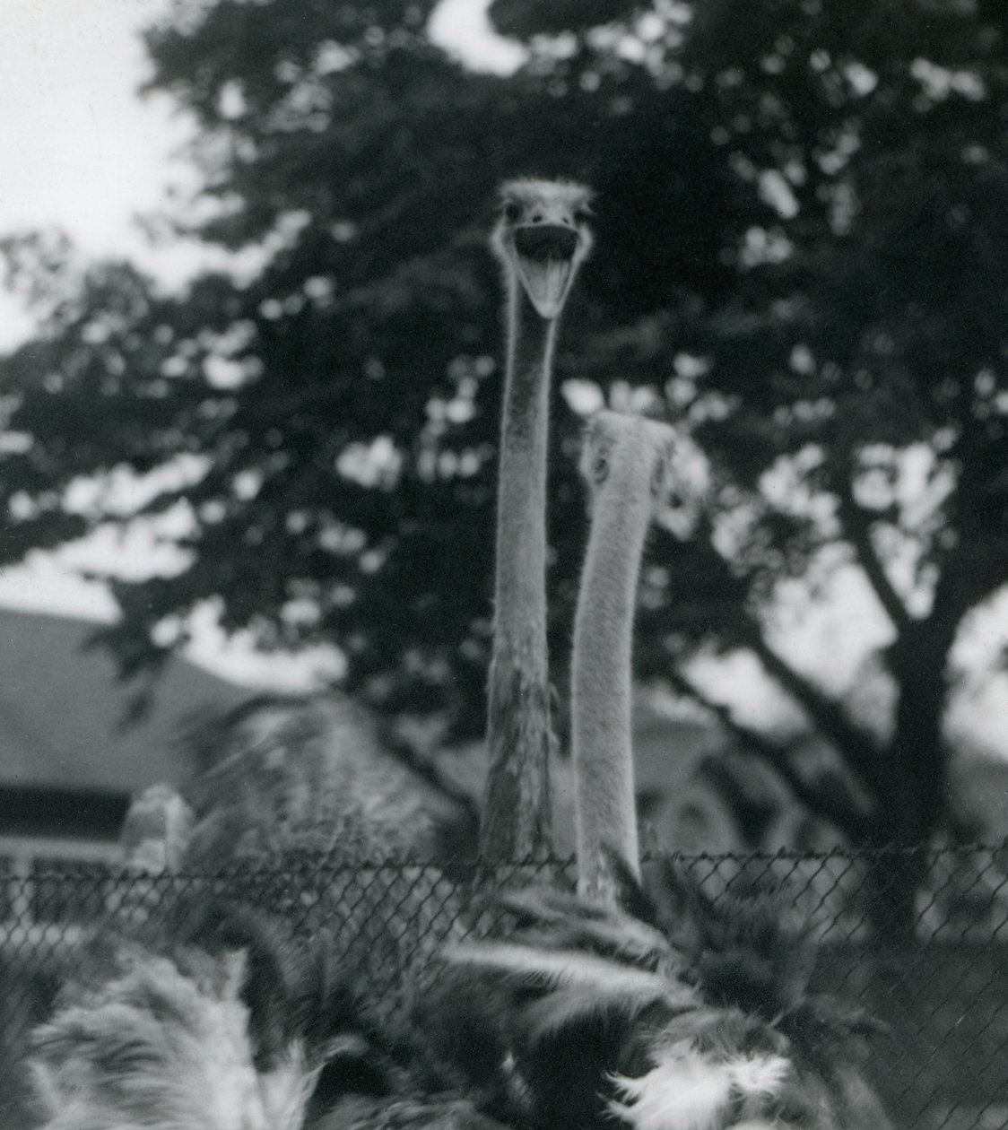 To strutser hilser på hverandre over et gjerde i London Zoo, 1923 (bw-bilde) av Frederick William Bond