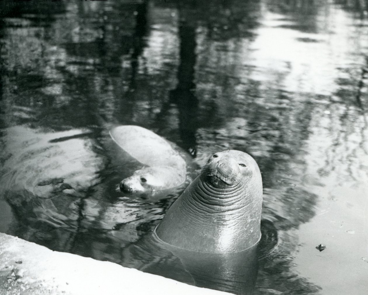 To sørlige elefantseler i bassenget deres i London Zoo, 20. april 1914 av Frederick William Bond