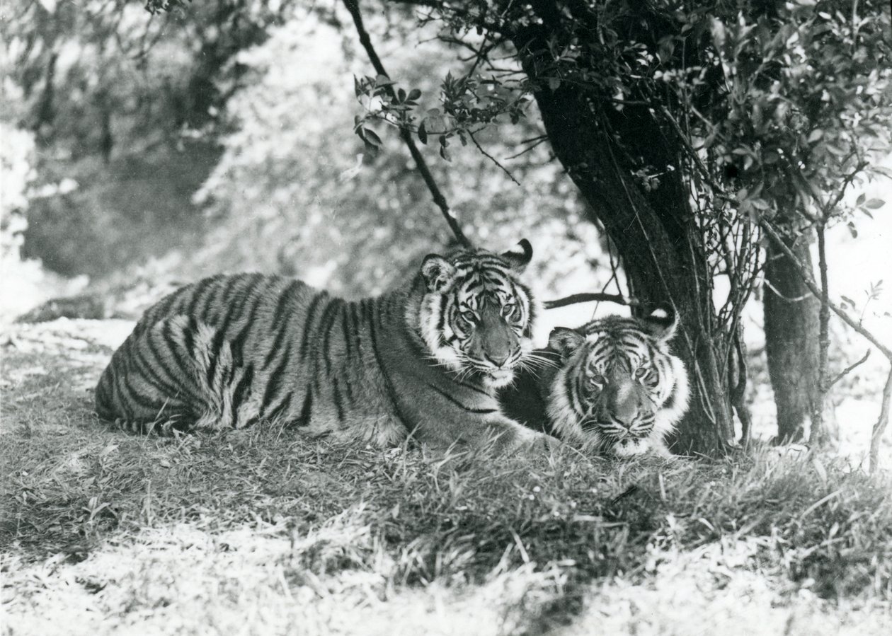 To tigre hviler under et lite tre i deres nye innhegning ved Whipsnade, mai 1934 av Frederick William Bond