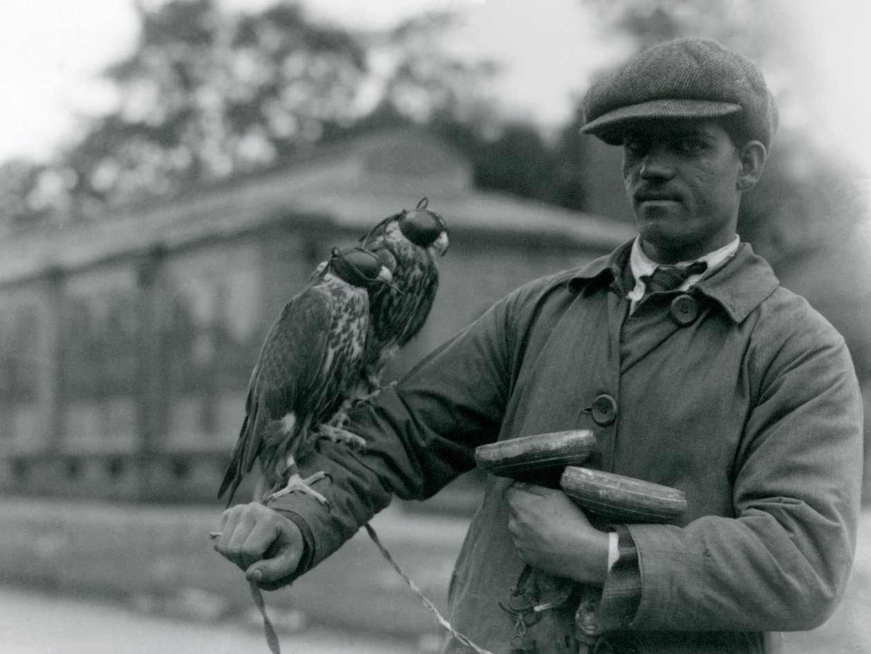 To hettefalker som sitter på armen til falkonereren i London Zoo, juni 1923 (bw-bilde) av Frederick William Bond