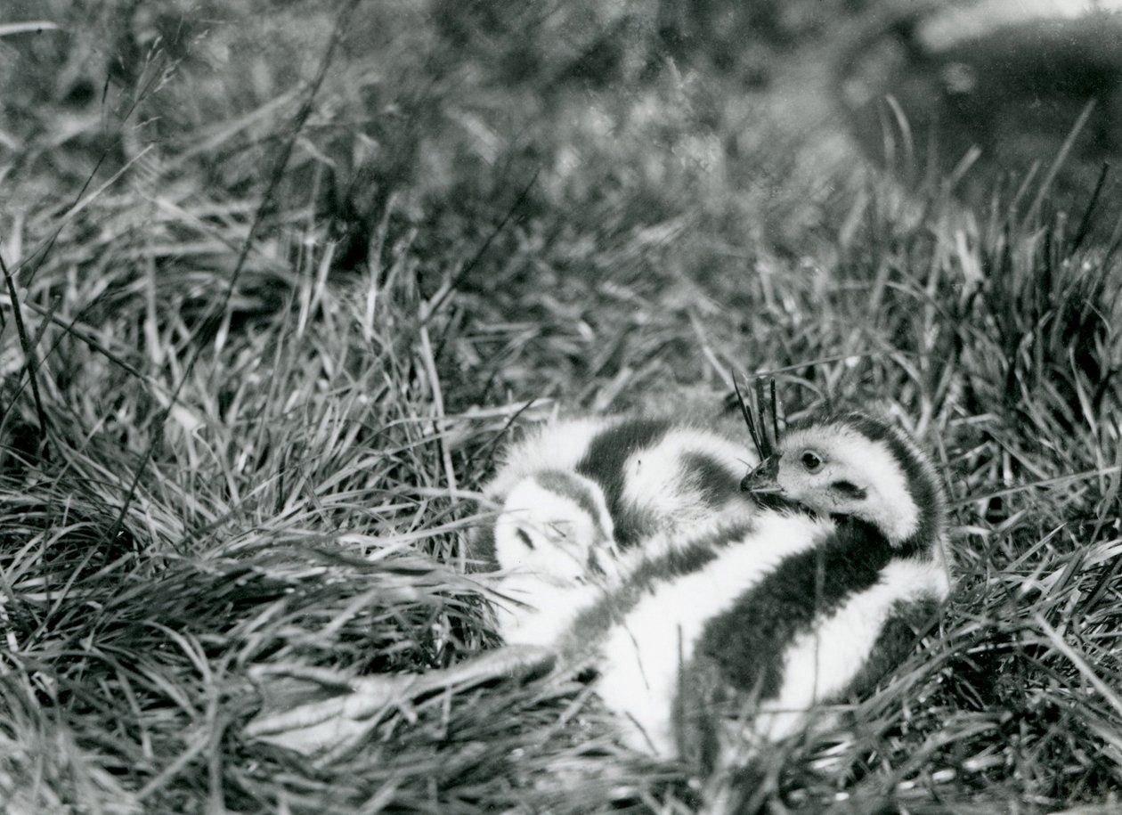 To unge andesgjess i London Zoo, august 1916. av Frederick William Bond