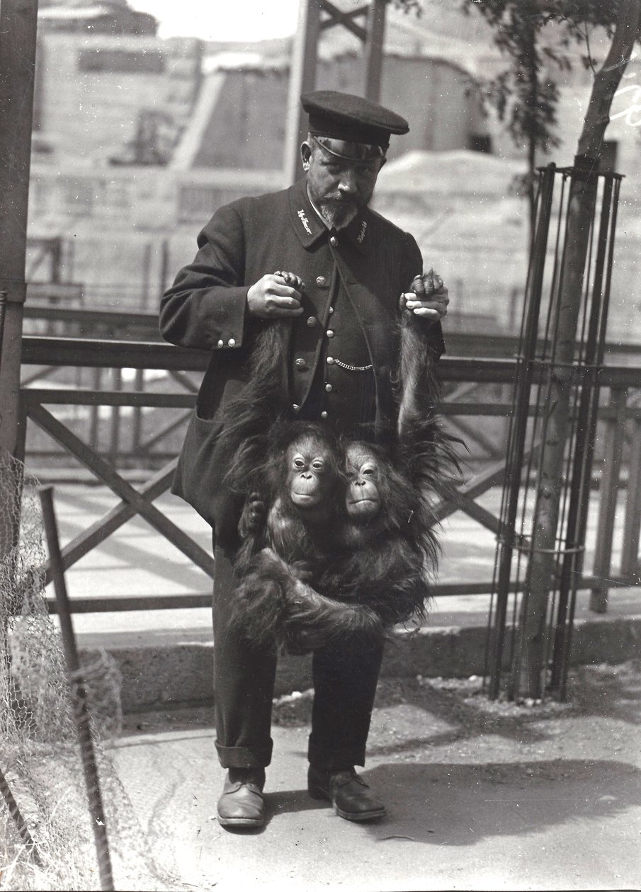 To unge orangutanger holdes oppe av armene, av keeper Rodwell, i London Zoo, april 1916 av Frederick William Bond