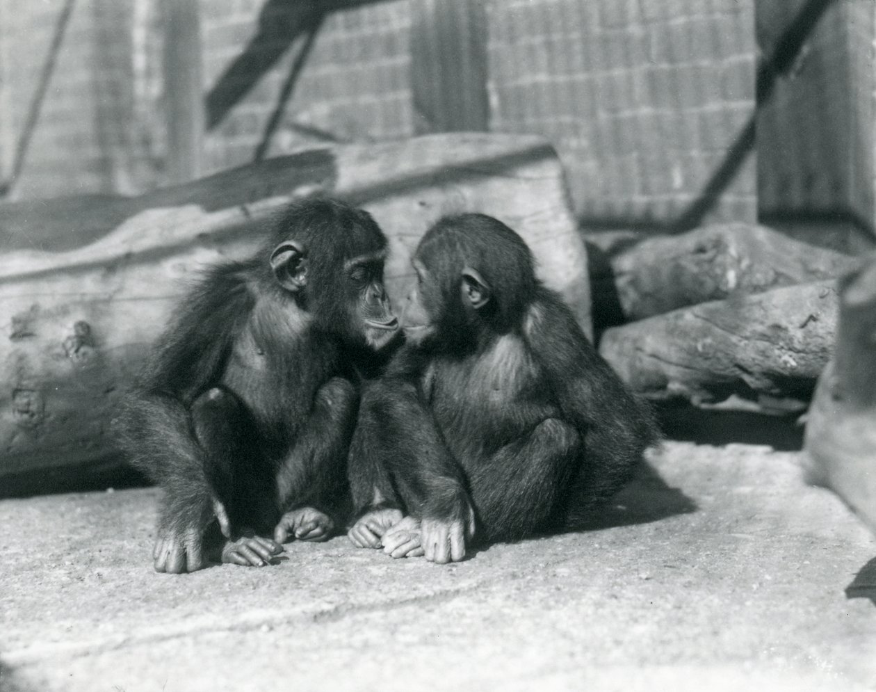 To unge sjimpanser, Boo boo og Bibi, Kiss. London Zoo, september 1927 av Frederick William Bond