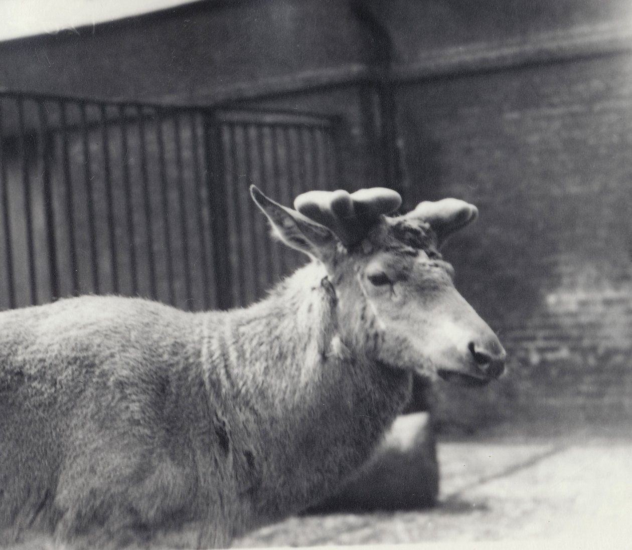 Wallichs hjort viser tidlig stadium av gevirvekst, i fløyel, London Zoo, mai 1920 av Frederick William Bond