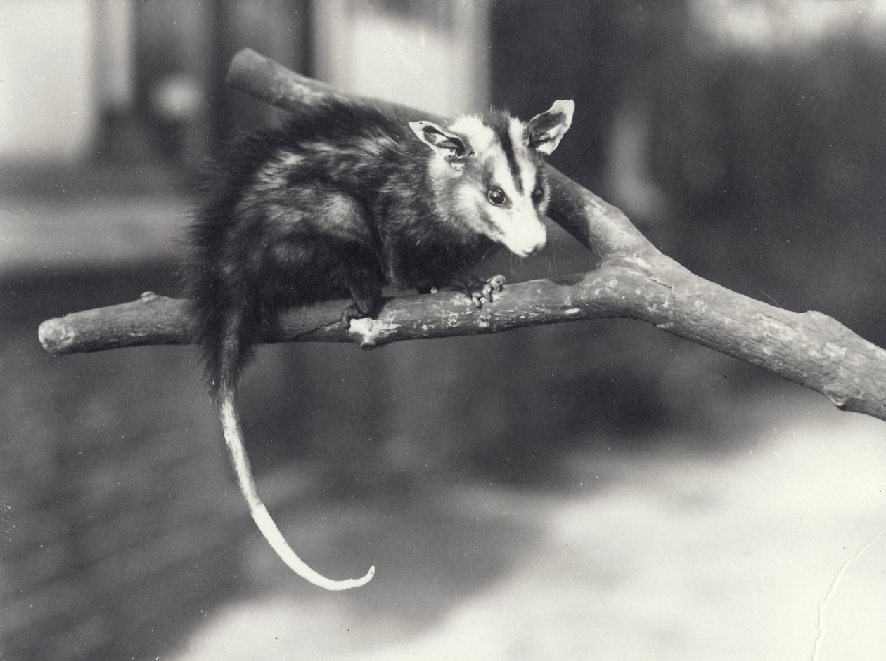 Hvitøret Opossum på en gren i London Zoo, desember 1918 av Frederick William Bond