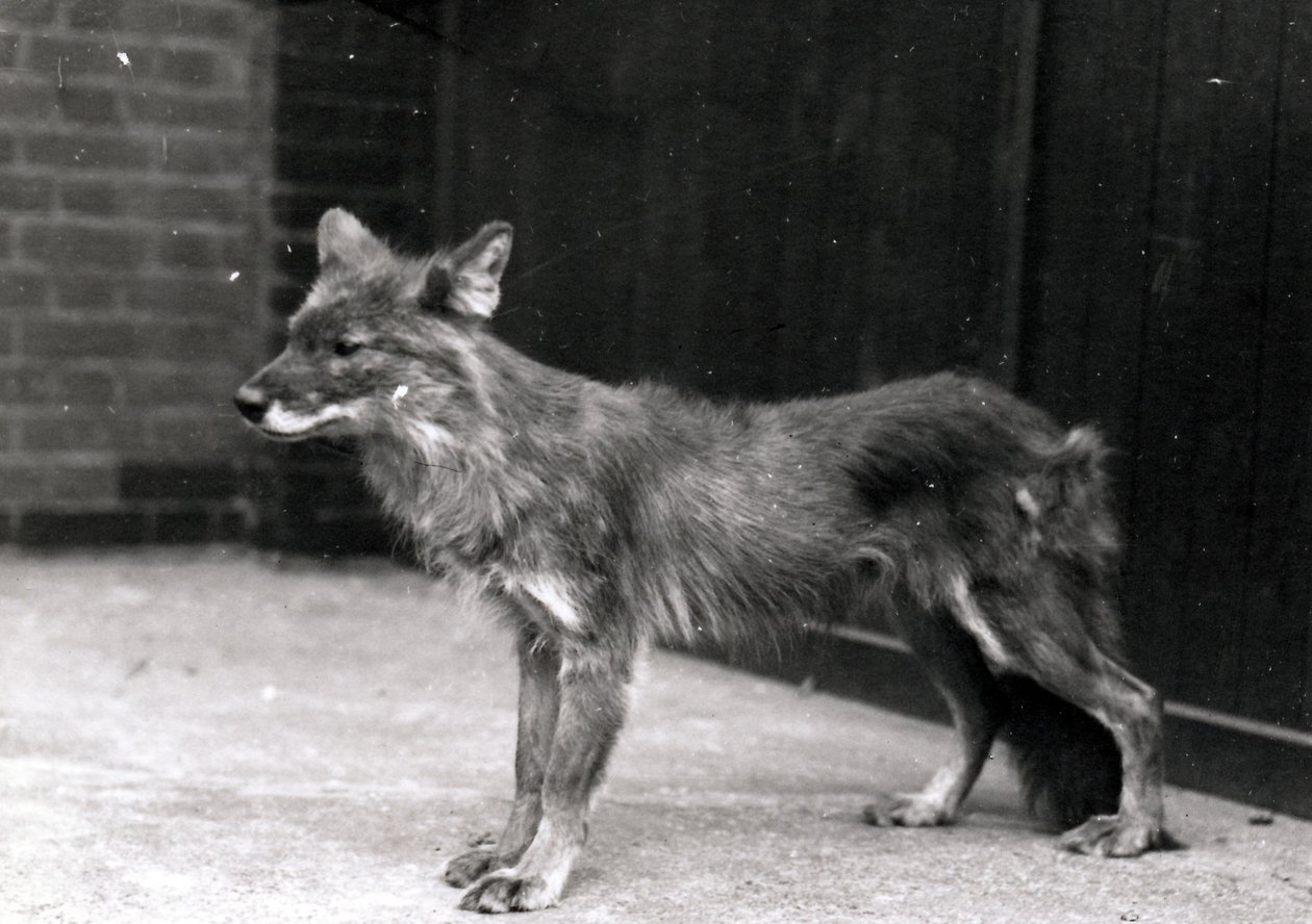 Villhund i ZSL London Zoo av Frederick William Bond