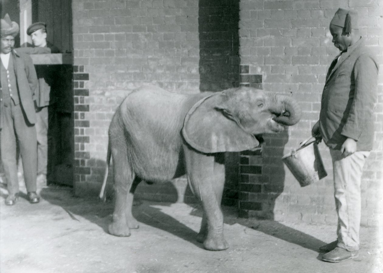 Den unge afrikanske elefanten Kiberenge blir matet av Darisha mens Syed Ali ser på i bakgrunnen, London Zoo, september 1923 (bw-bilde) av Frederick William Bond