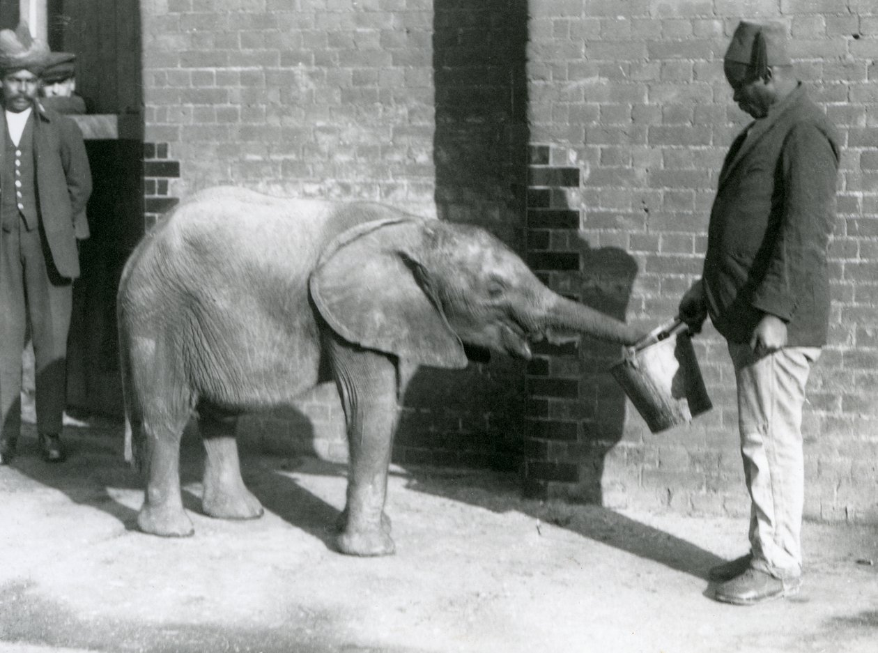 Den unge afrikanske elefanten Kiberenge blir matet av Darisha mens Syed Ali ser på i bakgrunnen, London Zoo, september 1923 (bw-bilde) av Frederick William Bond