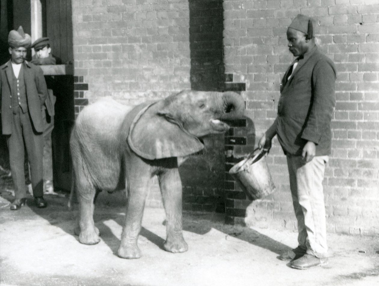 Den unge afrikanske elefanten Kiberenge blir matet av Darisha mens Syed Ali ser på i bakgrunnen, London Zoo, september 1923 (bw-bilde) av Frederick William Bond