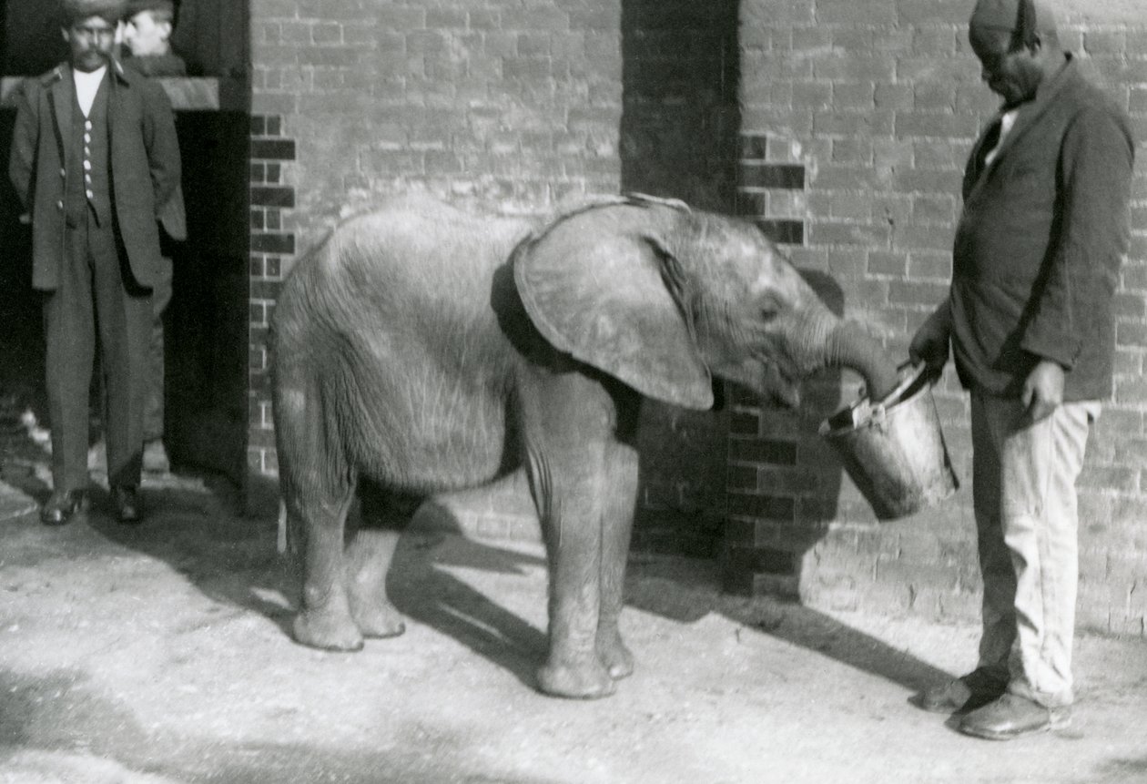 Den unge afrikanske elefanten Kiberenge blir matet av Darisha mens Syed Ali ser på i bakgrunnen, London Zoo, september 1923 (bw-bilde) av Frederick William Bond
