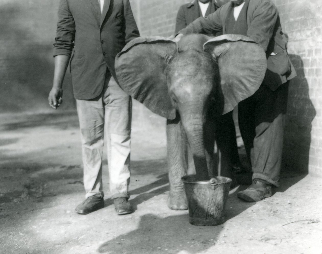 Den unge afrikanske elefanten Kiberenge får en drink av Darish og hans voktere, London Zoo, september 1923 (bw-bilde) av Frederick William Bond