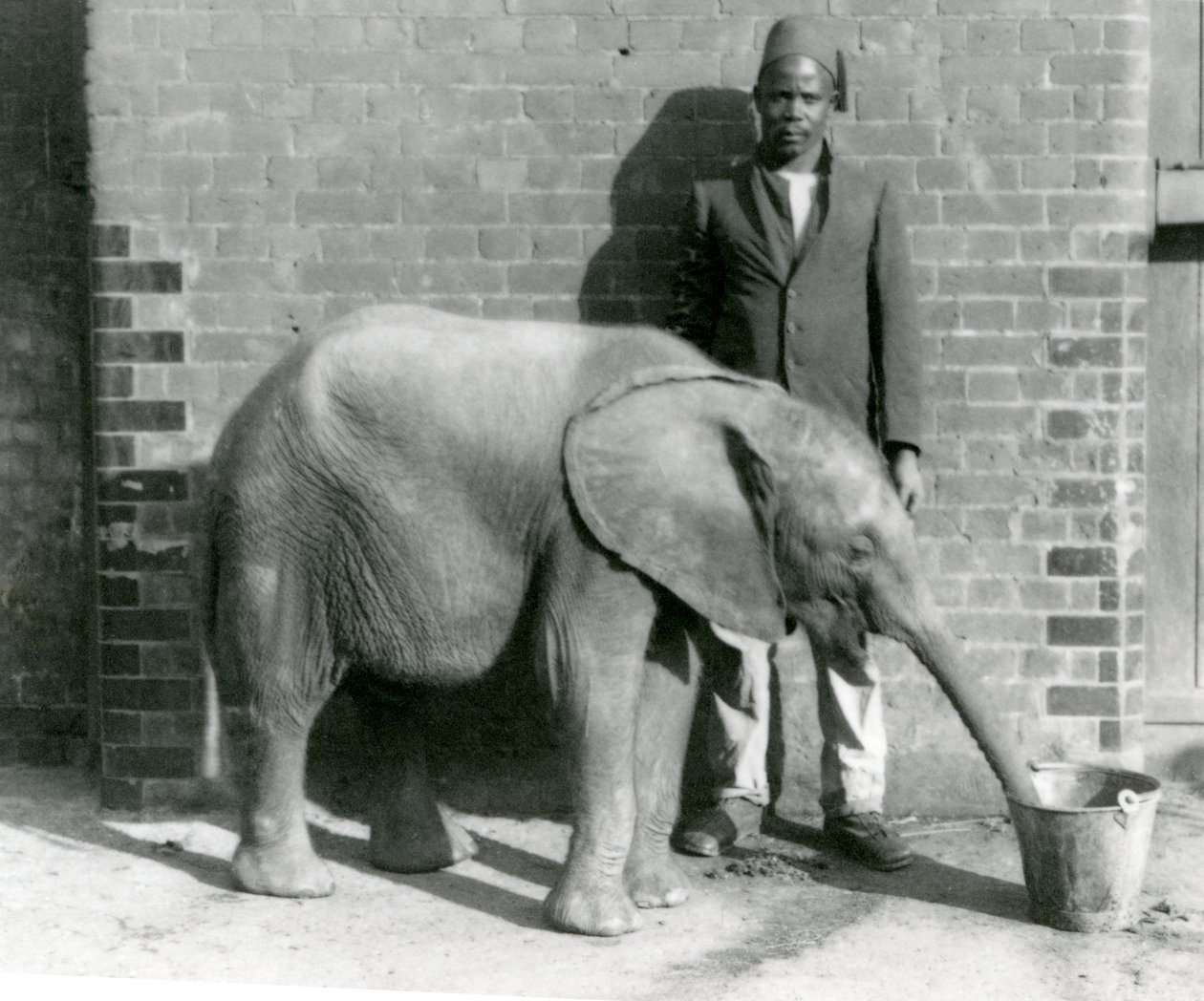 Den unge afrikanske elefanten Kiberenge får en drink av Darisha, London Zoo, september 1923 (bw-bilde) av Frederick William Bond