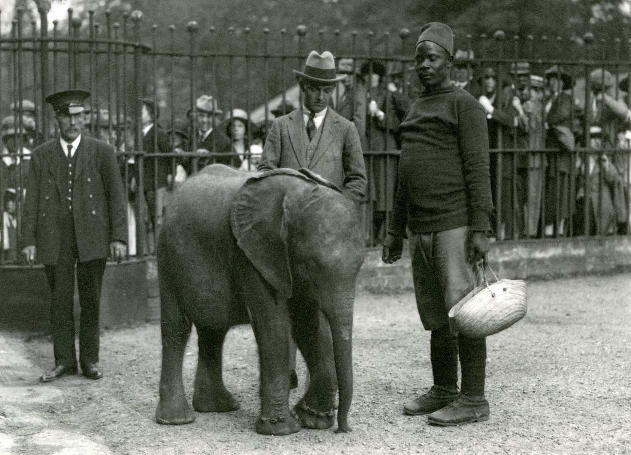 Ung afrikansk elefant Kiberenge med trener Darisha, en keeper og en annen mann, med mengder av besøkende som ser på fra den andre siden av innhegningens barer, London Zoo, september 1923 (bw-bilde) av Frederick William Bond