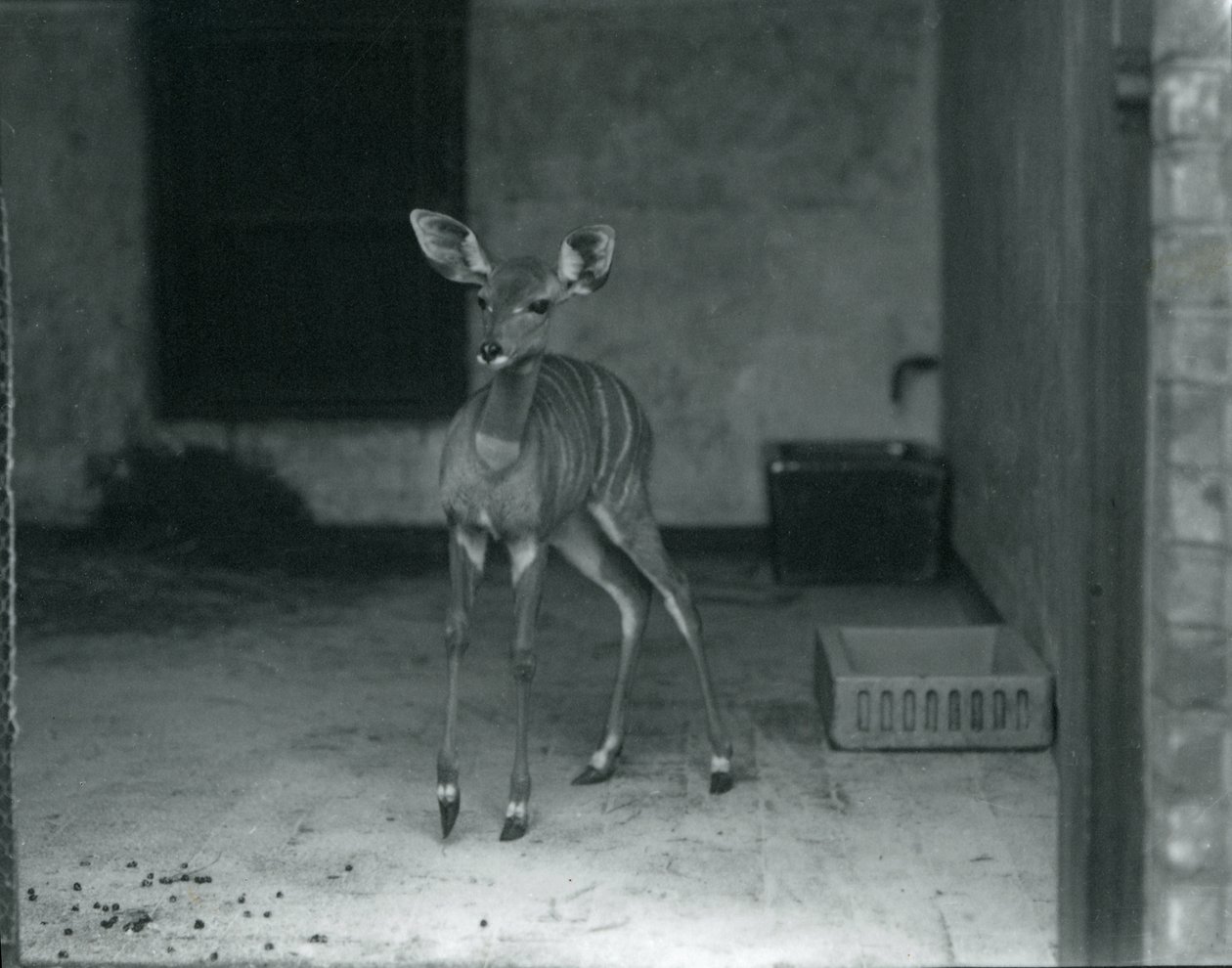 Young Lesser Kudu i London Zoo, 1914 av Frederick William Bond