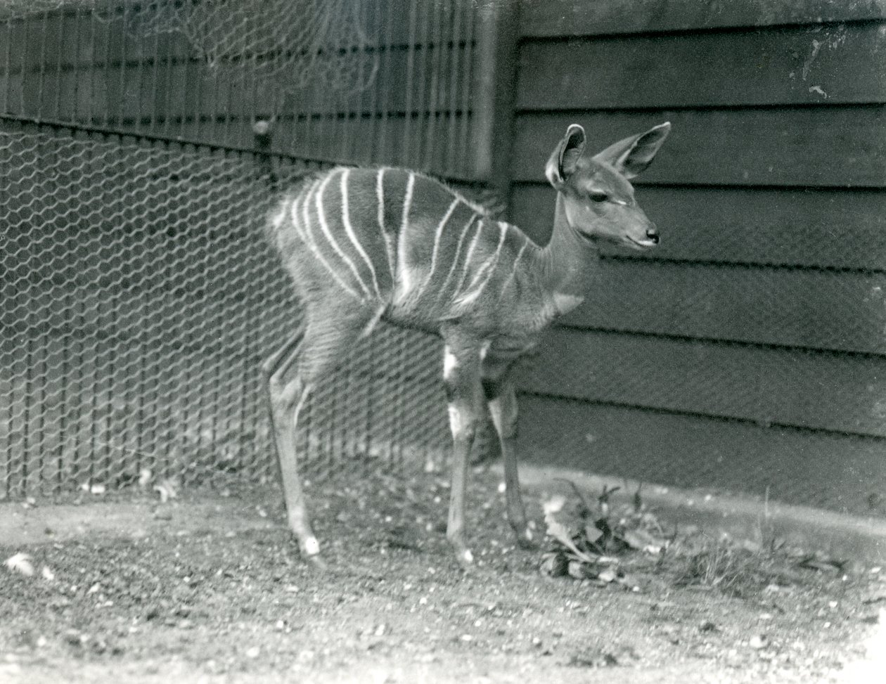 Young Lesser Kudu i London Zoo, 1914. av Frederick William Bond