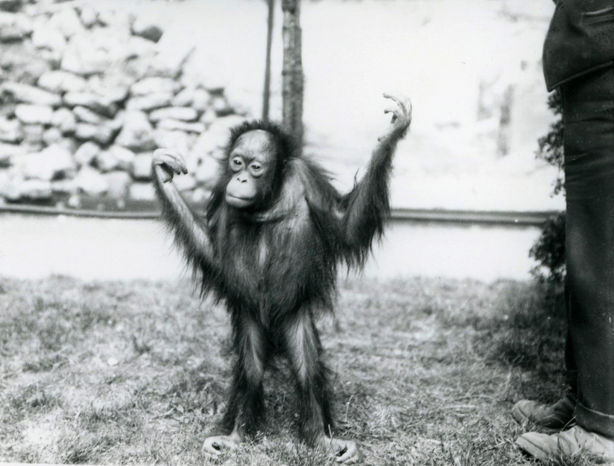 Ung orangutang i London Zoo, juni 1915 av Frederick William Bond
