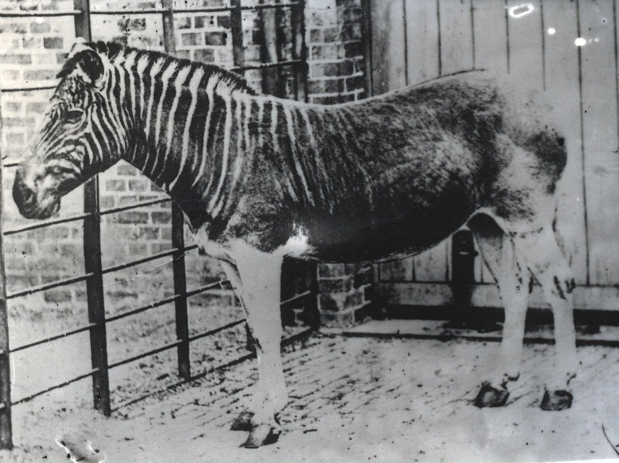 Quagga ved ZSL London Zoo, sannsynligvis sommeren 1870 (bw-bilde) av Frederick York