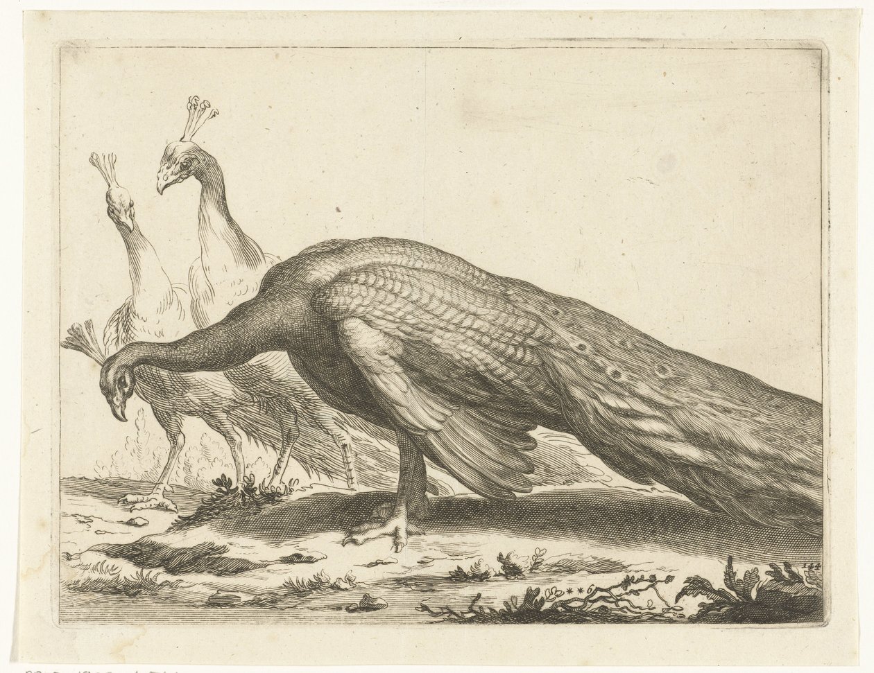 Peacocks The Drawing Book of Abraham Bloemaert (serietittel) av Frederick Bloemaert